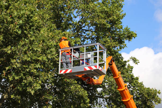 Tree and Shrub Care in Hudson, PA