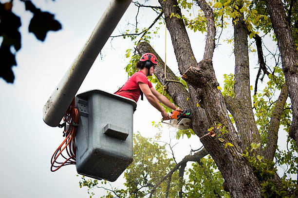 Trusted Hudson, PA Tree Services Experts